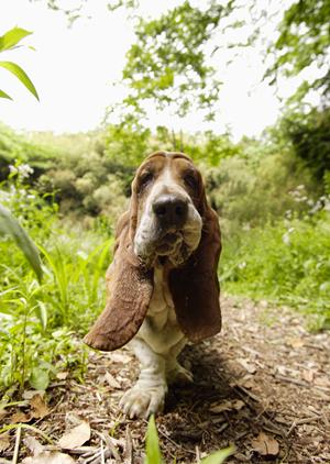 犬の肌トラブルにおすすめのケア用品
