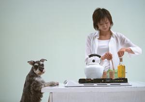京都市で頼れる動物病院を探すなら