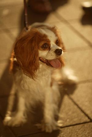 大阪で安心・快適にペットを移動させるタクシーサービス完全ガイド